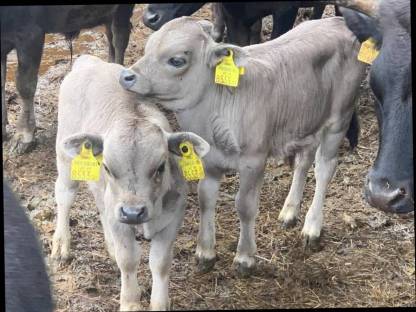 Bild 8:Dahomey Rinder