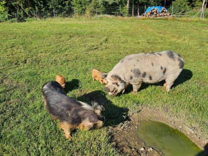 Bild 5:Kune Kune Schweine