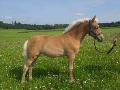 Bild 5:Haflinger Stutfohlen