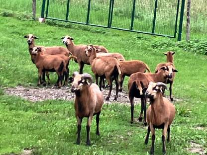 Bild 5:Kamerunschafböcke