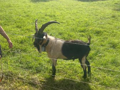 Bild 2:HB Passeier Bock