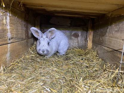 Bild 3:Helle Großsilber