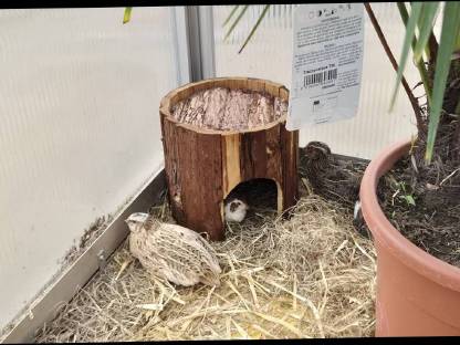 Bild 4:Wachtel Gockel Hahn