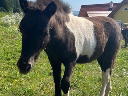 Bild 2:Shetlandpony Hengstfohlen