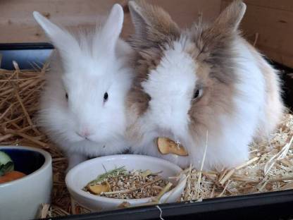 Bild 7:Löwenkopf Zwergkaninchen in allen Farben