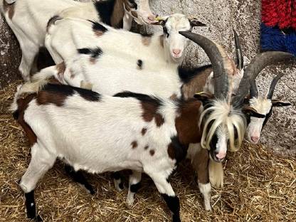Bild 7:Steirische Scheckenziege Zuchtbock