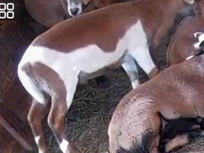 Bild 2:Kamerun Schafbock