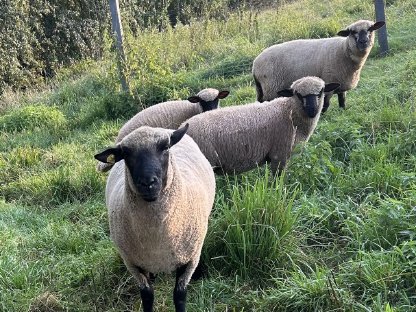 Bild 2:Shropshire Bock