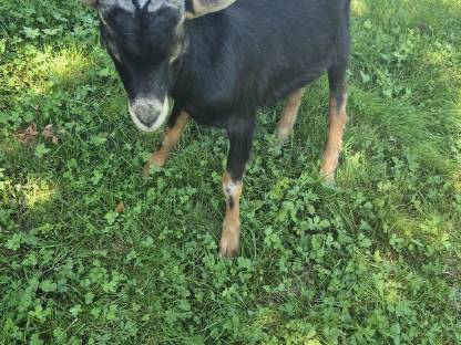 Bild 3:Aosta Bockkitze