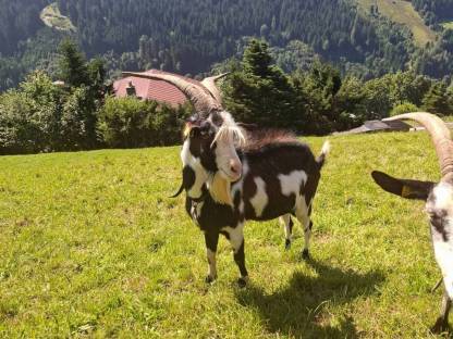 Bild 4:Ziegenbock