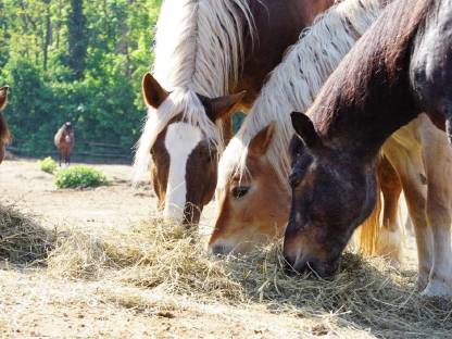 Bild 6:Einstellplätze im Weinviertel