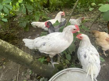 Bild 3:Bresse Gauloise, Bielefelder