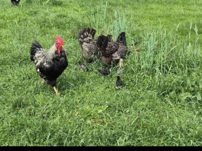 Bild 2:Bruteier, Barnevelder, Buntleger