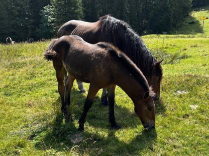Bild 4:Noriker Hengstfohlen