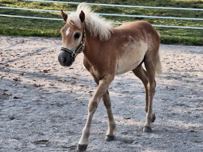 Bild 3:Haflingerhengstfohlen Wailando