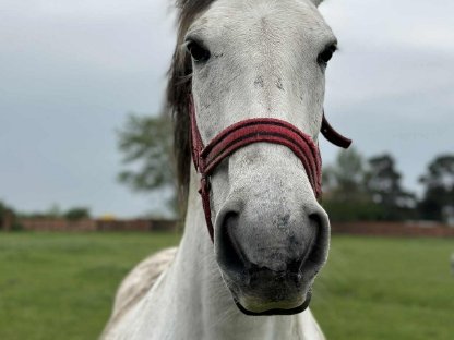 Bild 4:Sanfte besondere Mix-Stute