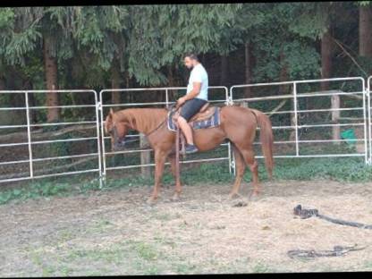 American Quarter Horse Hengst Tommy Wild