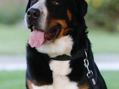 Bild 4:Großer Schweizer Sennenhund Rüde