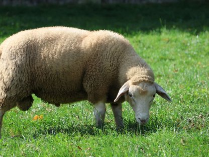 Berrichon du Cher-Texel Schafbock