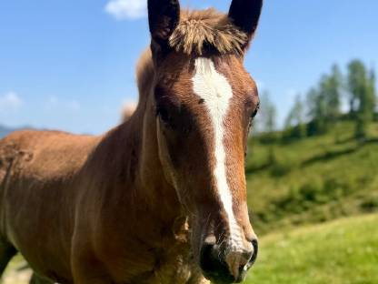 Verkaufe Noriker Hengstfohlen – Bandit