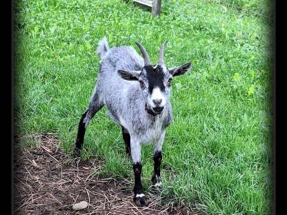 Bild 2:Zwergziegen