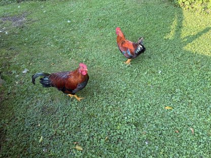 Bild 2:Zwergwelsumer Hähne