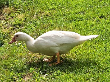 Bild 2:Moschusenten, Warzenenten