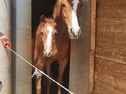 Reitpony Hengstfohlen