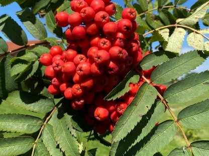 Vogelbeeren TK gerebelt und gereinigt