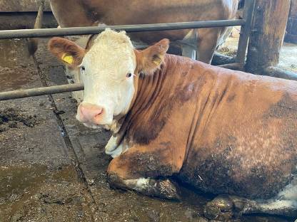 Bild 2:Trächtige Kalbin