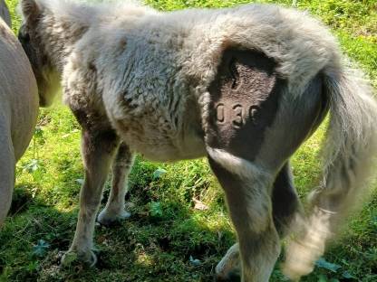 Bild 7:Minishetlandponys