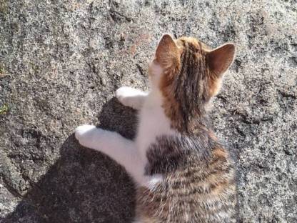 Bild 2:Europäische Kurzhaarkatze