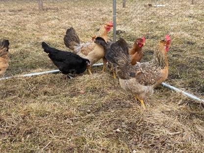 Bild 5:Olivleger-Bruteier