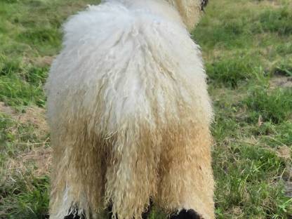 Bild 2:Walliserschwarznasen Widder G1