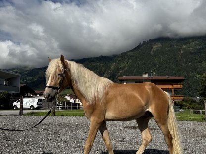 Tiroler Haflinger Hengst (2,5 j)