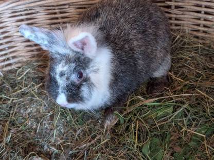 Bild 3:Löwenkopf Zwergkaninchen Weibchen