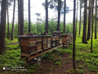 Bild 2:Verkaufe Blütenhonig aus dem Waldviertel