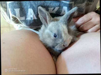 Bild 4:Zwergkaninchen