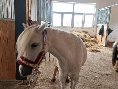 Bild 5:Liebe Ponystute Sunny an Bestplatz