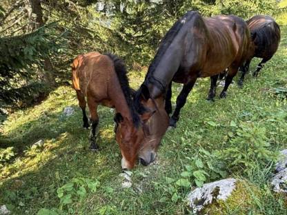 Bild 3:Noriker Hengstfohlen