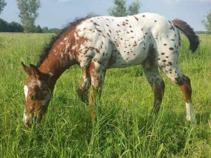Bild 6:Deckhengst Appaloosa LS Hollywood Dazz