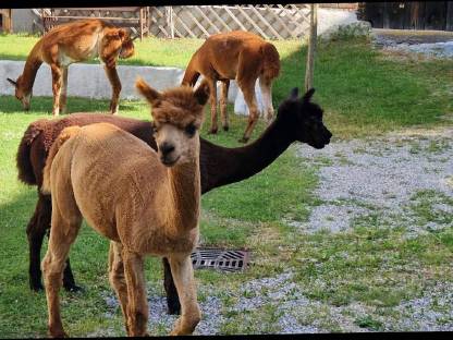 Bild 9:Alpaka-Hengste und -Wallach