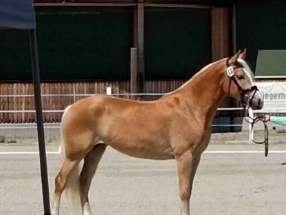 Haflinger