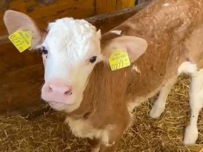 Bild 2:Bio Stierkalb