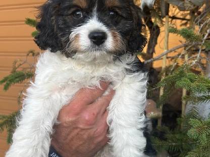 Bild 3:Cavapoo Welpen (Cavalier/Zwergpudel)