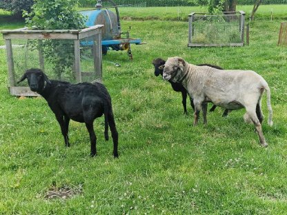 Stattlicher Tiroler Steinbock zu verkaufen
