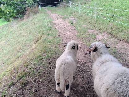 Bild 2:Walliser Schwarznasen Widder