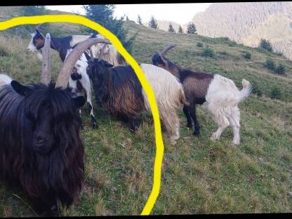 Bild 3:Verkaufe Waliserziege mit Papiere