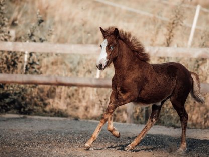 Bild 2:Islandpferd - Stutfohlen