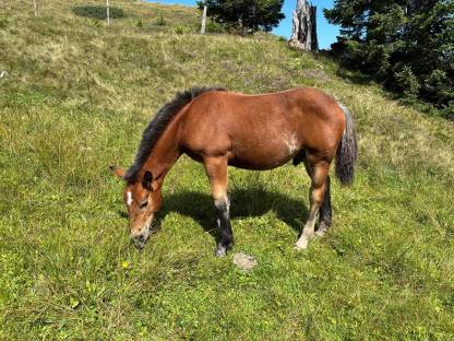 Bild 4:Norikerhengstfohlen